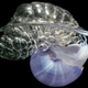Illustration for article titled Scientists sort out the secrets of bubble-rafting snails